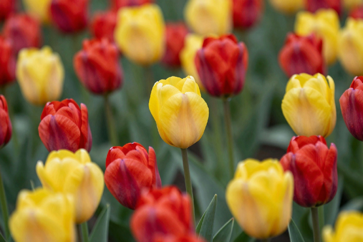 Come scegliere e piantare bulbi di tulipani olandesi per garantire fioriture ottimali