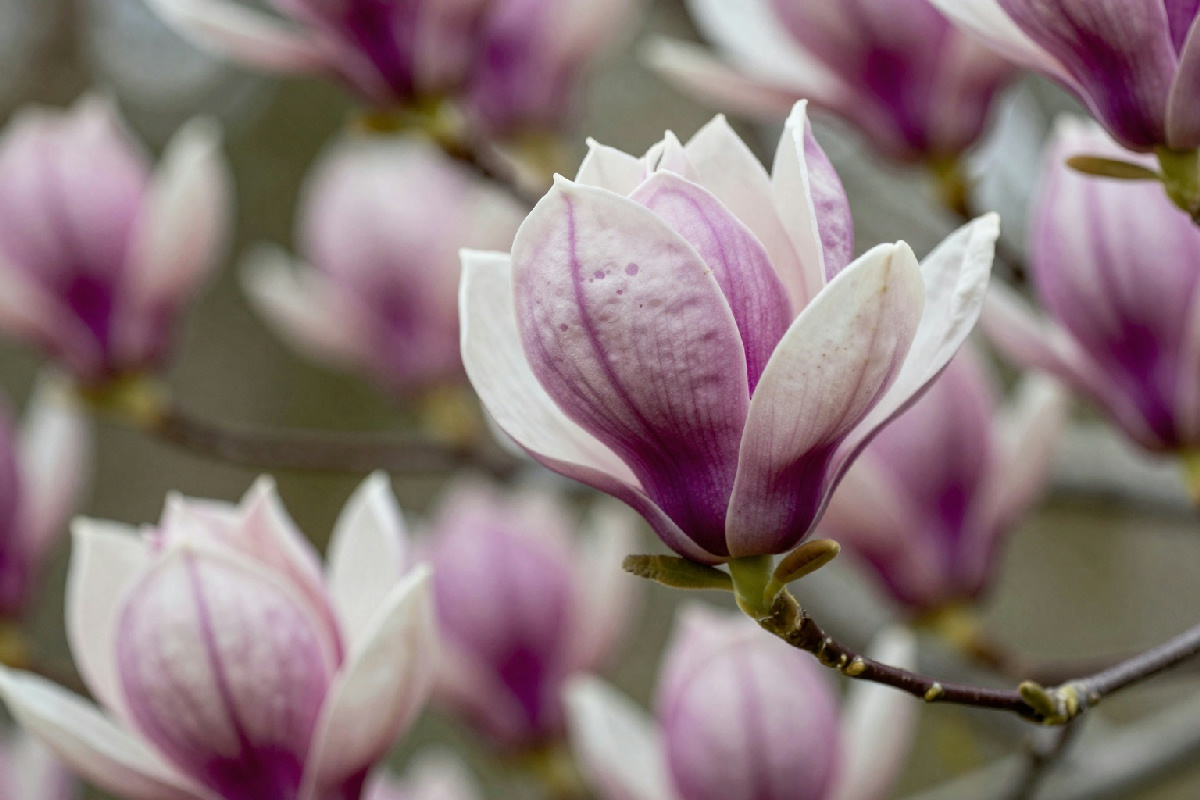 Gli esemplari di Magnolia con i profumi più intensi e le loro caratteristiche uniche nel giardino