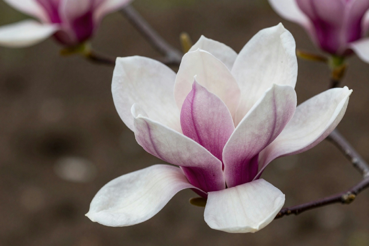 La carenza di terreno acido ostacola la fioritura della magnolia come auspicato