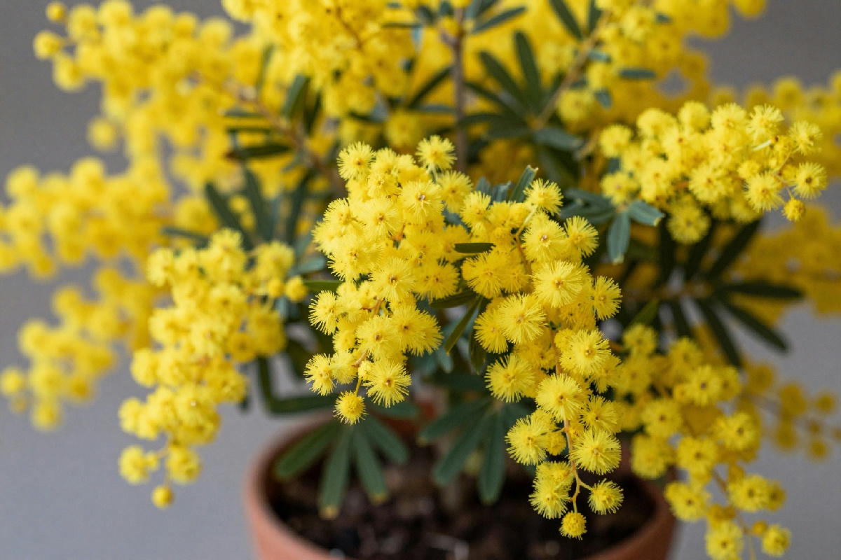 Manutenzione e cura della mimosa in vaso: guida pratica per garantirne la crescita e la salute