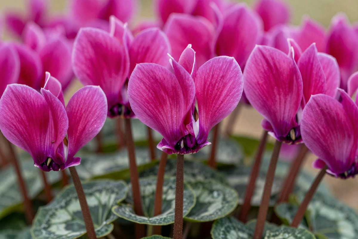 Per ottenere i semi dalle palline di ciclamino è necessario attendere con pazienza il momento opportuno