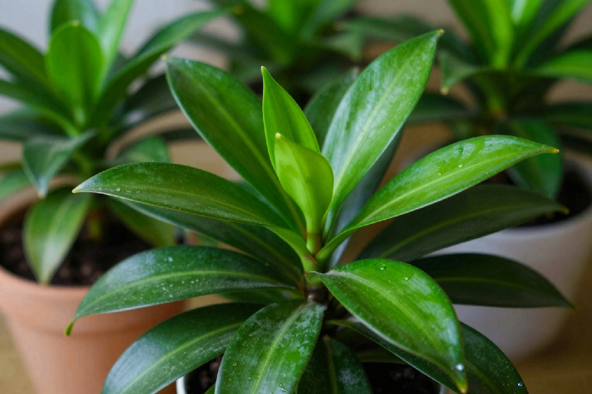 Perché il tuo Albero di Giada ha solo foglie e non produce fiori? Scopri le cause e le soluzioni