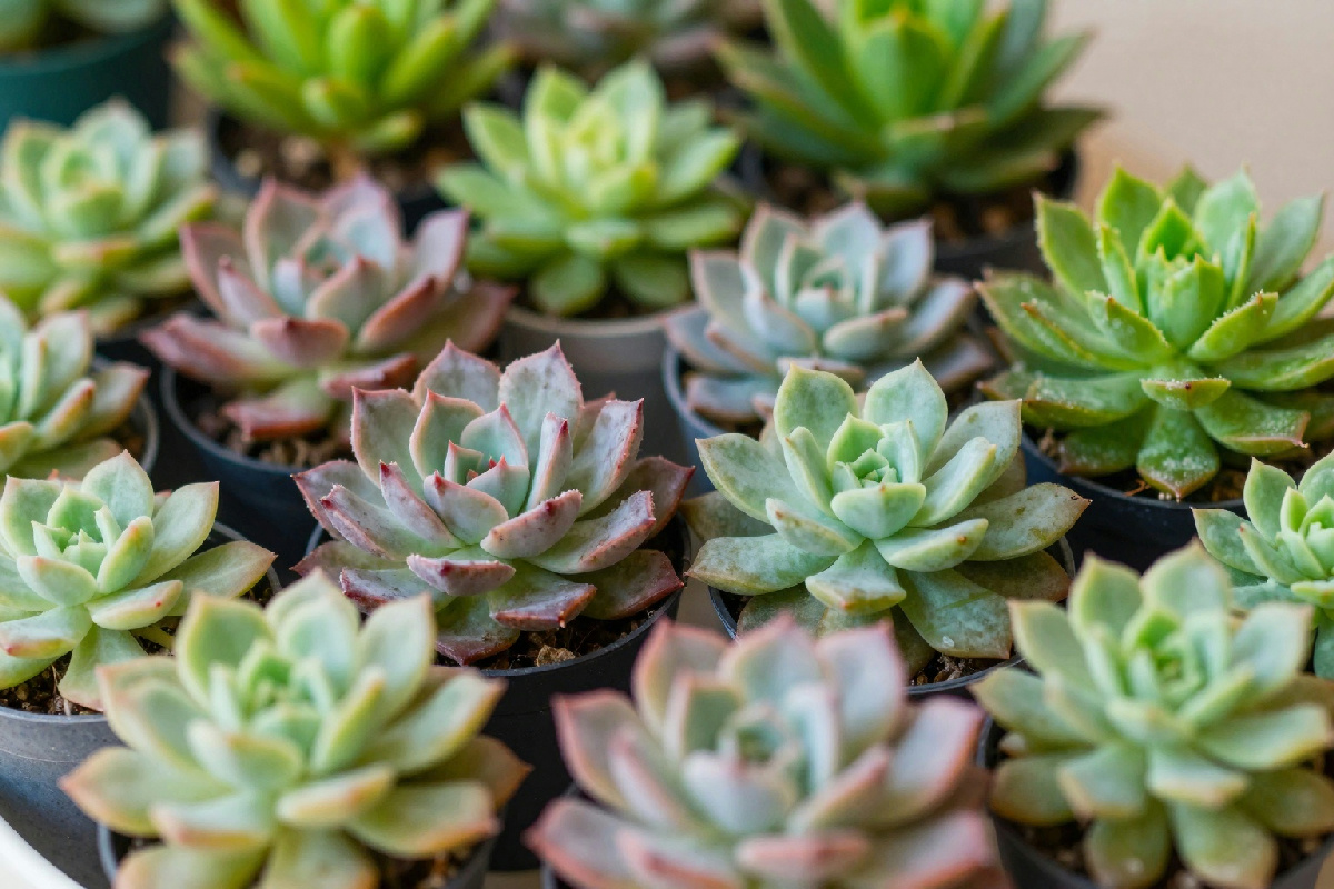 Piante grasse: guida completa su come coltivarle e curarle in modo efficace e duraturo